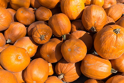 dovleci, Cucurbita, cucurbitacee, cucurbita maxima, portocale, imens, mare, fruct, cultivare, agricultură, legume, recolta, toamnă, Halloween, mancare si bautura, alimente, mâncat sănătos, culoare portocalie, bunăstare, prospeţime, vegetal, grup mare de obiecte, abundenţă, nici o persoana, dovleac, cadru complet, fundaluri, zi, piaţă, cu amănuntul, a închide, lumina soarelui, în aer liber, copt, 5K, CC0, domeniu public, fără drepturi de autor