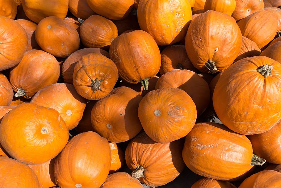 carabasses, cucurbita, cucurbitaceae, màxims de la cucurbita, taronja, enorme, gran, fruita, cultiu, agricultura, verdures, collita, tardor, Halloween, menjar i beguda, menjar, alimentació saludable, color taronja, benestar, frescor, vegetals, gran grup d'objectes, abundància, cap gent, carbassa, marc complet, fons, dia, mercat, venda al detall, primer pla, llum solar, a l'aire lliure, madur, 5K