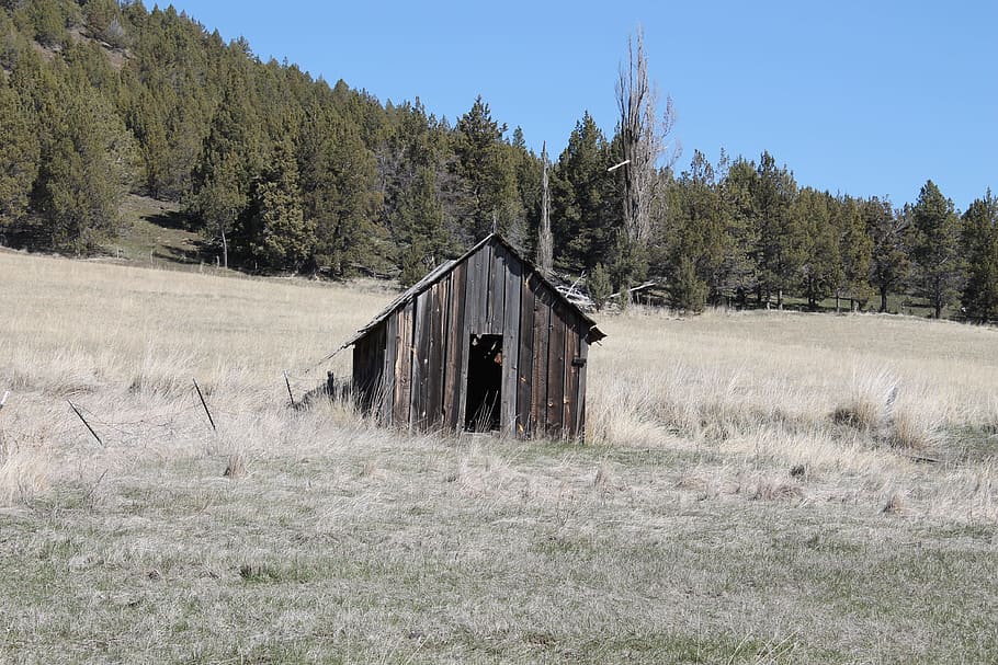 capannone, baracca, rustico, vecchio, costruzione, di legno, foto, albero, pianta, struttura costruita, architettura, terra, abbandonato, crescita, nessuno, natura, giorno, cielo, esterno dell'edificio, paesaggio, campo, scena non urbana, bellezza nella natura, scena tranquilla, erba, edificio agricolo, la tranquillità, all'aperto, deterioramento, rovinato, cabina, 4K