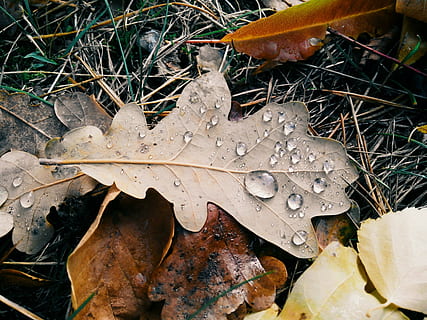 Blatt, Herbst, Tropfen, Makro, Herbstblatt, Natur, gelbe Blätter, Eichenblatt, Park, goldener Herbst, Herbstblätter, listopad, hell, Gras, vergilbtes Blatt, Pflanzenteil, Veränderung, trocken, Nahansicht, Tag, High Angle View, Pflanze, Blätter, keine Leute, nass, Land, Wasser, fallen, Schönheit in der Natur, Feld, draußen, Ahornblatt, natürlicher Zustand, Regen, Regentropfen, Tau, 2K, CC0, gemeinfrei, lizenzfrei