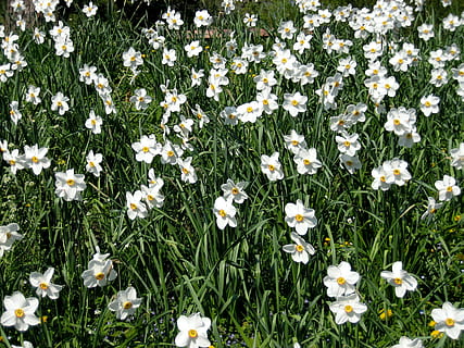 narcisy, jaro, narcis, pole, narcis pole, květ, Příroda, den, venku, nikdo, letní, kvetoucí rostlina, rostlina, svěžest, křehkost, zranitelnost, krása v přírodě, bílá barva, růst, okvětní lístek, přistát, sedmikráska, květu hlavy, tráva, květenství, detail, záhon, 2K, CC0, veřejná doména, bez autorských práv