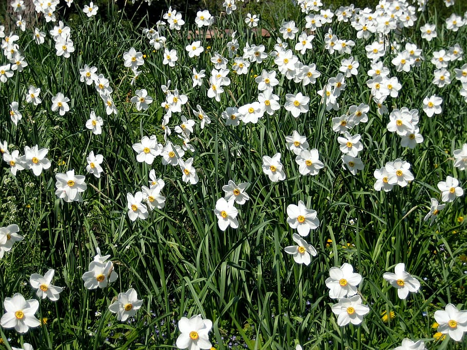 narcisy, jaro, narcis, pole, narcis pole, květ, Příroda, den, venku, nikdo, letní, kvetoucí rostlina, rostlina, svěžest, křehkost, zranitelnost, krása v přírodě, bílá barva, růst, okvětní lístek, přistát, sedmikráska, květu hlavy, tráva, květenství, detail, záhon, 2K