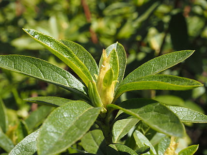 foglia, gemma, verde, germoglio, verde, colore verde, crescita, erba, medicina alternativa, cibo e bevande, parte vegetale, pianta, avvicinamento, bellezza nella natura, natura, far cadere, acqua, bagnato, nessuno, concentrarsi sulle conoscenze acquisite, giorno, all'aperto, freschezza, terra, pioggia, le foglie, stagione piovosa, rugiada, goccia di pioggia, purezza, 4K, CC0, dominio pubblico, privo di copyright