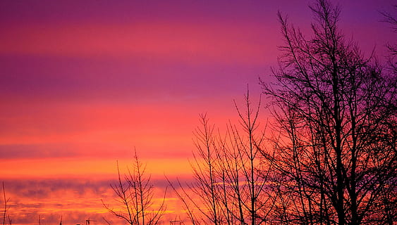 silueta, nua, arbre, rosa, núvols, sortida del sol, arbres, cel, al matí, vermell, naturalesa, fons, llum, efecte, posta de sol, hivern, a l'aire lliure, paisatge, vespre, bosc, color taronja, escenics, tardor, bellesa a la natura, llum solar, tranquil·litat, color rosa, cap gent, planta, escenics - natura, arbre nu, escena tranquil·la, cel dramàtic, crepuscle, idíl·lic, estat d'ànim atmosfèric, porpra, cel romàntic, 4K, CC0, domini públic, lliure de regalies