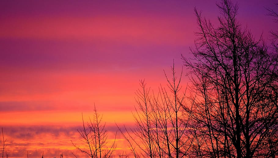 silueta, nua, arbre, rosa, núvols, sortida del sol, arbres, cel, al matí, vermell, naturalesa, fons, llum, efecte, posta de sol, hivern, a l'aire lliure, paisatge, vespre, bosc, color taronja, escenics, tardor, bellesa a la natura, llum solar, tranquil·litat, color rosa, cap gent, planta, escenics - natura, arbre nu, escena tranquil·la, cel dramàtic, crepuscle, idíl·lic, estat d'ànim atmosfèric, porpra, cel romàntic, 4K