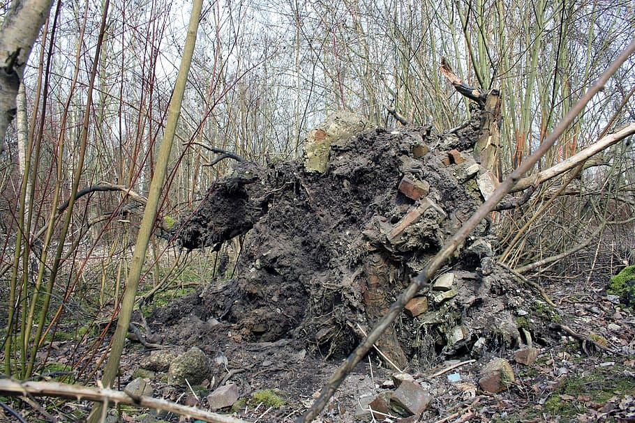 arrel, desarraigat, arbre moribund, danys a la tempesta, danys, tret, malestar, arbre, planta, terra, bosc, naturalesa, cap gent, dia, tranquil·litat, arbre nu, creixement, branca, tronc de l'arbre, tronc, a l'aire lliure, planta morta, animal, escena no urbana, fauna animal, animals a la natura, camp, 4K