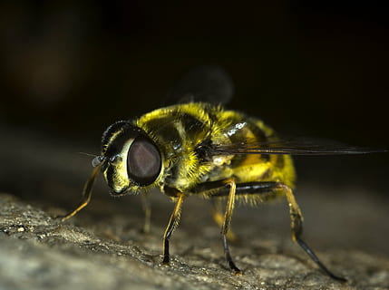 makrokuva, keltainen, mehiläinen, hoverfly, lentää, hyönteinen, vika, makro, luonto, villieläimet, myathropa florea, lähikuva, eläin, eläinten teemoja, selkärangaton, yksi eläin, eläinten villieläimet, eläimiä, ei ihmisiä, eläimen kehon osa, ulkona, päivä, eläintiede, niveljalkaisten, valikoiva tarkennus, eläinten siipi, eläimen jalka, eläinten silmä, 2K, CC0, public domain, rojaltivapaa