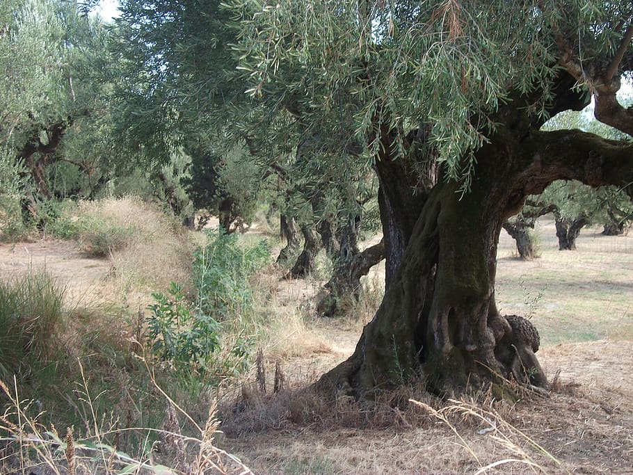 oliveres, arbres, naturalesa, arbre, planta, terra, creixement, dia, tranquil·litat, bosc, bellesa a la natura, cap gent, llum solar, color verd, a l'aire lliure, escena tranquil·la, medi ambient, tronc, tronc de l'arbre, branca, escena no urbana, camp, 4K