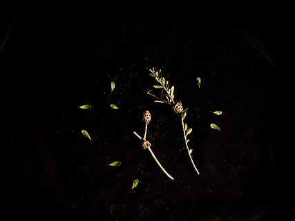 lady bug, grøn, blad, gule bladplanter, blade, Kvist, fladt læg, mørk, natur, træ, dyreliv, sort, afdeling, ingen mennesker, plante, sort baggrund, plante del, friskhed, mad og drikke, studio skud, tæt på, indendørs, mad, grøntsag, vækst, skønhed i naturen, skrøbelighed, blomst, sætteplante, sårbarhed, begyndelser, 4K, CC0, offentligt domæne, royaltyfrie