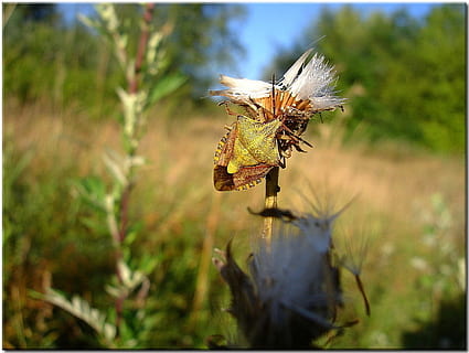 insetto, cardo, prato, natura, estate, fiori selvatici, vicino, erba, pianta, concentrarsi sulle conoscenze acquisite, giorno, nessuno, crescita, invertebrato, temi animali, fauna selvatica, animali allo stato selvatico, trasferimento stampa, animale, avvicinamento, un animale, messa a fuoco selettiva, filtro di post produzione automatico, ala animale, all'aperto, bellezza nella natura, fiore, impollinazione, 720P, CC0, dominio pubblico, privo di copyright