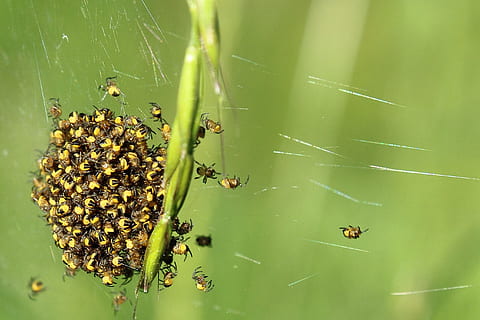 Dreh, Spinnentiere, schließen, kleine Spinne, Netzwerk, Nest, klein, Insektenmakro, Insekt, Tier, Tierwelt, wirbellos, Tiere in freier Wildbahn, Nahansicht, grüne Farbe, Tierthemen, Schönheit in der Natur, keine Leute, Natur, Spinnennetz, Tag, Pflanze, Zerbrechlichkeit, Fokus auf den Vordergrund, Gliederfüßer, ein Tier, selektiver Fokus, draußen, 2K, CC0, gemeinfrei, lizenzfrei