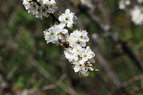 blühen, Biene, Frühling, Blume, Insekt, Makro, schließen, Weiß, Natur, Pollen, Insektenblüte, Pflanze, blühende Pflanze, Zerbrechlichkeit, Verletzlichkeit, Frische, Wachstum, Nahansicht, Schönheit in der Natur, weiße Farbe, Fokus auf den Vordergrund, Baum, Tag, keine Leute, Blütenstand, Ast, Blütenkopf, Kirschblüte, draußen, Kirschbaum, 5K, CC0, gemeinfrei, lizenzfrei