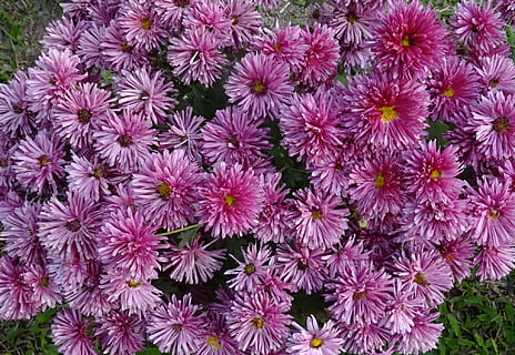 crisantemo, Asteraceae, sevanthi, fiore, flora, annuale, fioritura, fiorire, Kolkata, India, crescita, fragilità, pianta, testa di fiore, natura, pianta fiorita, vulnerabilità, freschezza, petalo, bellezza nella natura, infiorescenza, colore rosa, avvicinamento, giorno, nessuno, vista dall'alto, sfondi, fotogramma intero, all'aperto, viola, polline, 1080P, CC0, dominio pubblico, privo di copyright
