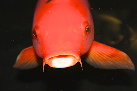 Foto, rød, dyrefisk, nærbillede foto, lyserød, fiskåbning mund, orange, Koi fisk, fisk, koi, dyr, undervands-, natur, guldfisk, kæledyr, svømme dyr, vand, hav, et dyr, dyre temaer, tæt på, dyr i naturen, dyreliv, svømning, hvirveldyr, marine, hav liv, ingen mennesker, orange farve, dyr kropsdel, munden åben, 5K, CC0, offentligt domæne, royaltyfrie