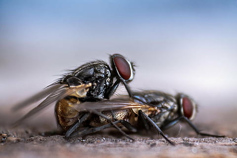 selectiu, focalitzar la fotografia, dos, mosques, volar, mosca domèstica, aparellament, insecte, error, macro, plaga, naturalesa, tancar, casa, fauna animal, un animal, animals a la natura, dia, temes d'animals, primer pla, a l'aire lliure, cap gent, animal, invertebrat, primer pla extrem, ala dels animals, enfocament selectiu, part del cos dels animals, ull, ull d’animals, cap d’animals, verinós, a prop de, petit, 1080P, CC0, domini públic, lliure de regalies