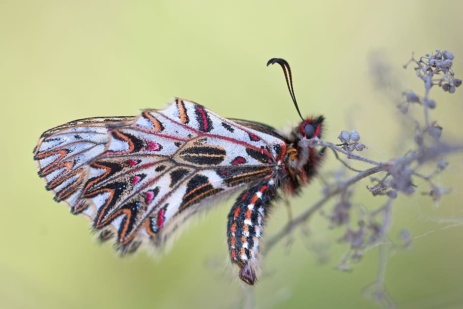 makrofotografering, flerfarvede, møl, hvid, sort, lyserød, sommerfugl, sucks, blomst, insekt, vinge, afdeling, farverig, dyr, natur, tæt på, forår, dragehovedfisk, nymphalid, dyre temaer, dyreliv, et dyr, hvirvelløse, dyr i naturen, dyrefløj, dyr kropsdel, sommerfugl - insekt, skønhed i naturen, ingen mennesker, plante, dyr antenne, grøn baggrund, farvet baggrund, dyr markeringer, lilla, 4K