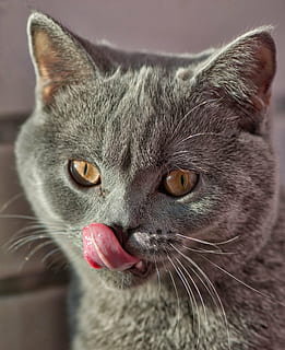 gat gris, gat, gatet, macro, diversió, cabell, dolç, nacional, animal, bonic, mascota, jove, pell, divertit, adorable, petit, esponjós, pelut, ulls, bigotis, curiós, gat domèstic, un animal, mascotes, temes d'animals, animals domèstics, felí, cap d’animals, part del cos dels animals, mamífer, primer pla, vertebrats, centrar-se en primer pla, cap gent, retrat, a l'interior, llengua animal, boca oberta, ull d’animals, boca d’animals, 4K, CC0, domini públic, lliure de regalies