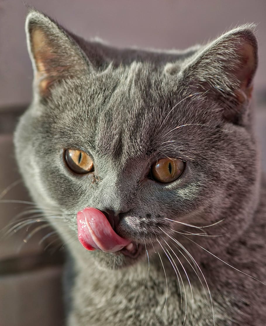 gat gris, gat, gatet, macro, diversió, cabell, dolç, nacional, animal, bonic, mascota, jove, pell, divertit, adorable, petit, esponjós, pelut, ulls, bigotis, curiós, gat domèstic, un animal, mascotes, temes d'animals, animals domèstics, felí, cap d’animals, part del cos dels animals, mamífer, primer pla, vertebrats, centrar-se en primer pla, cap gent, retrat, a l'interior, llengua animal, boca oberta, ull d’animals, boca d’animals, 4K