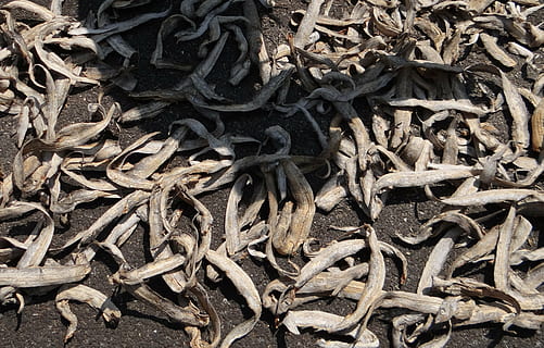 peşte, Țipar, uscare, uscat, uscat la soare, fructe de mare, pescuit, gurmand, Sărat, alimente, Dandeli, India, nici o persoana, parte a plantelor, vedere în unghi mare, teren, natură, zi, frunze, a închide, fundaluri, cadru complet, plantă, în aer liber, camp, direct deasupra, natură moartă, maro, animale în sălbăticie, animale sălbatice, murdar, marin, 2K, CC0, domeniu public, fără drepturi de autor