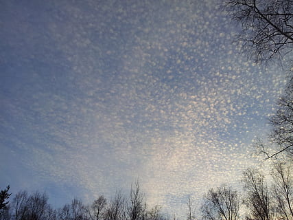 Sky, himmel, skyer, glorie, pumpulipilvi, træ, plante, natur, lav vinkel visning, skønhed i naturen, ingen mennesker, bare træ, sky - himmel, kold temperatur, vinter, ro, dag, sne, scenics - natur, afdeling, rolig scene, udendørs, ikke-urbane scene, trætop, nåletræ, sner, 2K, CC0, offentligt domæne, royaltyfrie