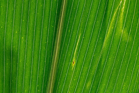 linjer, strukturer, maisblad, tekstur, farge, grønn, grønn farge, natur, bakgrunn, blad, full ramme, palmblad, ett dyr, vekst, frond, nærbilde, plante del, mønster, ingen folk, skjønnhet i naturen, naturlig mønster, anlegg, palmetre, bananblad, blader, strukturert, utendørs, bladvein, 1080P, CC0, offentlig domene, opphavsrett gratis