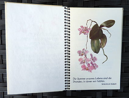 dagbog, blomst, notesbog, noter, Skriv ned, Husk, blomstrende plante, offentliggørelse, plante, Bestil, lyserød farve, ingen mennesker, indendørs, direkte over, papir, tæt på, kronblad, bord, natur, friskhed, kopiere plads, skønhed i naturen, plante del, blad, blomsterhoved, 1080P, CC0, offentligt domæne, royaltyfrie