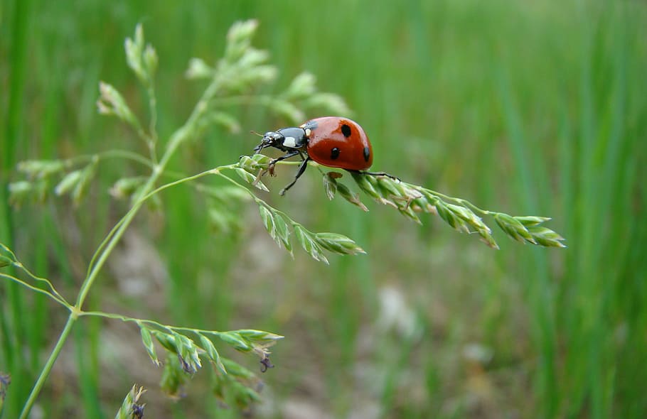 selektiv, fokus fotografering, mariehøne, grøn, blad plante, makro, sommer, insekt, natur, et dyr, dyr i naturen, dyre temaer, dyreliv, rød, græs, ingen mennesker, hvirvelløse, bille, dyr, plante, fokus på forgrunden, tæt på, fik øje på, grøn farve, dag, vækst, lille, 2K
