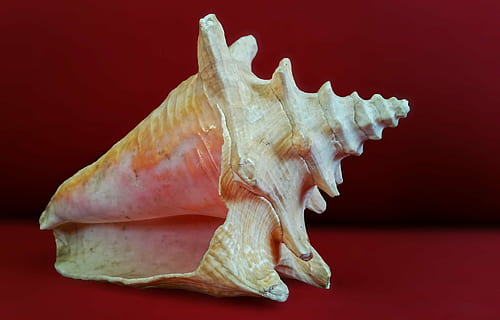 beige, conchiglia, rosso, sfondo, mare, oceano, macro, sfondo colorato, animale, girato in studio, nessuno, sfondo rosso, singolo oggetto, cibo e bevande, temi animali, in casa, parte del corpo animale, fauna selvatica, cibo, avvicinamento, lunghezza intera, un animale, osso, vita marina, semplicità, marino, vista profilo, 4K, CC0, dominio pubblico, privo di copyright