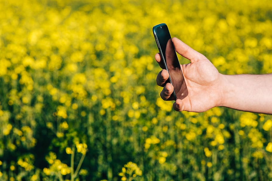 mobile, phone, spring rapes field, Laptop computer, spring, rapes, field, summer, flowers, tech, computer, technology, laptop, smartphone, rapeseed, white laptop, oilseed Rape, nature, yellow, canola, agriculture, outdoors, rural Scene, human Hand, flower, springtime, people, one Person, mobile Phone, green Color, human body part, crop, wireless technology, hand, flowering plant, smart phone, portable information device, communication, plant, land, photography themes, holding, body part, finger, 4K