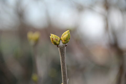 de lente, knop, scheuten, fabriek, bloem, detailopname, groei, schoonheid in de natuur, natuur, focus op de voorgrond, begin, dag, bloeiende plant, geen mensen, breekbaarheid, nieuw leven, buitenshuis, kwetsbaarheid, groene kleur, selectieve aandacht, plant stengel, versheid, kelkblad, 5K, CC0, publiek domein, royaltyvrij