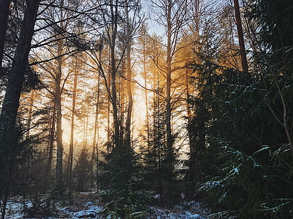 landscape photography, woods, forest during daytime, trees, sun, forest, sunset, snow, tree, plant, land, tranquility, beauty in nature, nature, tranquil scene, bare tree, scenics - nature, growth, woodland, non-urban scene, no people, sunlight, branch, tree trunk, trunk, sky, outdoors, streaming, 4K, CC0, public domain, royalty free
