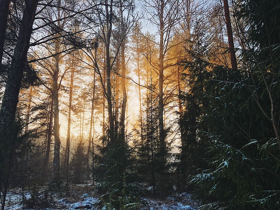 landscape photography, woods, forest during daytime, trees, sun, forest, sunset, snow, tree, plant, land, tranquility, beauty in nature, nature, tranquil scene, bare tree, scenics - nature, growth, woodland, non-urban scene, no people, sunlight, branch, tree trunk, trunk, sky, outdoors, streaming, 4K