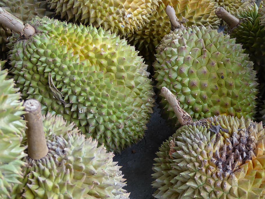 durian, java, indonèsia, fruita, menjar, asia, color verd, cap gent, primer pla, menjar i beguda, frescor, planta suculenta, fruita tropical, marc complet, creixement, fons, cactus, dia, alimentació saludable, planta, bellesa a la natura, espigada, vista d’angle alt, abundància, a l'aire lliure, picant, 4K