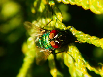 terbang, makro, hijau, serangga, dekat, alam, daun, mata majemuk, makro serangga, lalat, serangga terbang, hoverfly, daun bunga, menanam, hewan, invertebrata, binatang di alam liar, satwa liar hewan, tema binatang, satu binatang, merapatkan, warna hijau, tidak ada orang, hari, fokus selektif, keindahan di alam, fokus pada latar depan, bagian tanaman, di luar rumah, pertumbuhan, sayap binatang, 2K, CC0, domain publik, bebas royalti