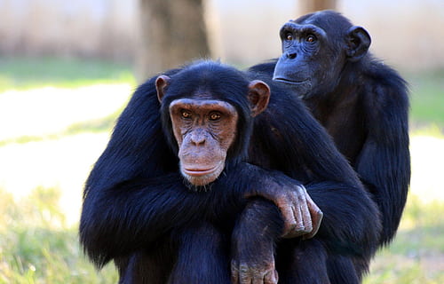 dos, negre, foto de ximpanzé, ximpanzé, foto, mico, simis, assegut, vida salvatge, mamífer, primat, jungla, safari, natural, espècies, selva tropical, zoo, conservació, reserva, habitat, intel · ligent, a l'aire lliure, pelut, feliç, captivitat, bonic, fauna animal, animals a la natura, animal, cap gent, temes d'animals, centrar-se en primer pla, grup d’animals, dos animals, vertebrats, animal jove, dia, família d’animals, cura, 1080P, CC0, domini públic, lliure de regalies