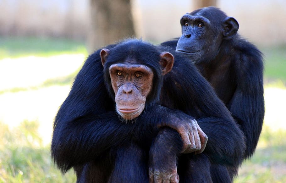 dos, negre, foto de ximpanzé, ximpanzé, foto, mico, simis, assegut, vida salvatge, mamífer, primat, jungla, safari, natural, espècies, selva tropical, zoo, conservació, reserva, habitat, intel · ligent, a l'aire lliure, pelut, feliç, captivitat, bonic, fauna animal, animals a la natura, animal, cap gent, temes d'animals, centrar-se en primer pla, grup d’animals, dos animals, vertebrats, animal jove, dia, família d’animals, cura, 1080P