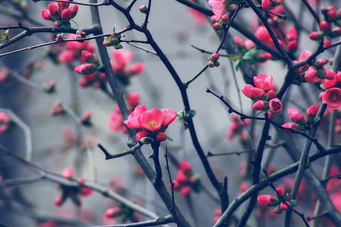 Rosa, Blütenblätter, Foto fokussieren, Knospe, Frühling, Baum, blühend, Natur, Blume, Ast, Wachstum, keine Leute, Frische, Schönheit in der Natur, Zweig, Tag, Pflanze, blühende Pflanze, Zerbrechlichkeit, Nahansicht, Verletzlichkeit, Fokus auf den Vordergrund, pinke Farbe, Obst, gesundes Essen, Blütenblatt, Lebensmittel, draußen, Blütenkopf, 1080P, CC0, gemeinfrei, lizenzfrei