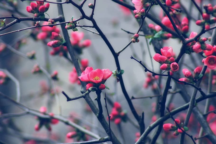 Rosa, Blütenblätter, Foto fokussieren, Knospe, Frühling, Baum, blühend, Natur, Blume, Ast, Wachstum, keine Leute, Frische, Schönheit in der Natur, Zweig, Tag, Pflanze, blühende Pflanze, Zerbrechlichkeit, Nahansicht, Verletzlichkeit, Fokus auf den Vordergrund, pinke Farbe, Obst, gesundes Essen, Blütenblatt, Lebensmittel, draußen, Blütenkopf, 1080P