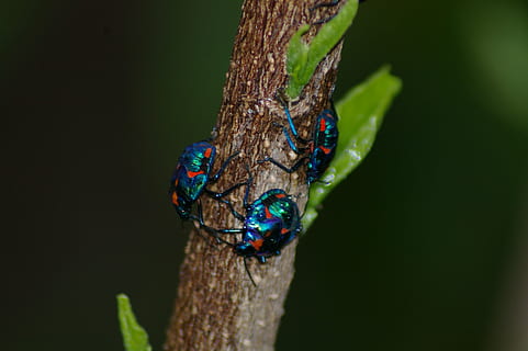 έντομο, μπλε, το κόκκινο, σκαθάρι, bug insect, φύση, σφάλματα, έντομα, ζώο, άγρια ​​ζωή, γκρο πλαν, macro, ζωικά θέματα, ένα ζώο, άγριας ζωής των ζώων, ζώα στη φύση, δέντρο, χωρίς κόσμο, πολύχρωμα, φυτό, σπονδυλωτό, ασπόνδυλος, ημέρα, κλαδί, σε εξωτερικό χώρο, εστίαση σε νέα στοιχεία, μέρος του σώματος των ζώων, πράσινο χρώμα, κεφάλι ζώων, πεταλούδα - έντομο, 2K, CC0, δημόσιος τομέαςα, χωρίς δικαιώματαe