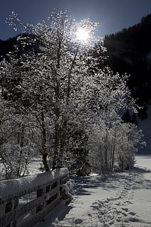 luminen, Puut, talvinen, talven taikuutta, luminen puita, puu, kasvi, lumi, kylmä lämpötila, talvi-, kauneus luonnossa, luonto, maa, taivas, ei ihmisiä, auringonvalo, päällyste, kasvu, tyyneys, ala, maisemat - luonto, päivä, rauhallinen kohtaus, ympäristö, ulkona, aurinko, 5K, CC0, public domain, rojaltivapaa