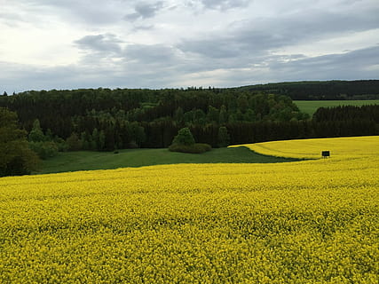 dankerode, Harz, vergewaltigen, in Blüte, blühende Vergewaltigung, Landschaft, Natur, Feld, szenen, Schönheit in der Natur, ruhige Szene, Pflanze, Baum, Wachstum, Land, Szenen - Natur, Ruhe, Himmel, wolke - himmel, Gelb, Blume, Umgebung, grüne Farbe, blühende Pflanze, Landwirtschaft, Raps, keine Leute, 1080P, CC0, gemeinfrei, lizenzfrei