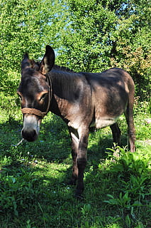 Burro, mascota, animal, gracioso, verano, burro domestico, paisaje, pasto, hierba, dulce, marrón, mundo animal, caballo, animales domesticos, temas de animales, color verde, ganado, un animal, mamífero, vertebrado, planta, nacional, mascotas, campo, tierra, naturaleza, fauna animal, día, nadie, crecimiento, herbívoro, al aire libre, 4K, CC0, dominio público, libre de derechos