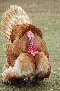 brauner Truthahn stehend, Truthahn, Zucht, Hinterhof, Vogel, Bauernhof, Tier, Tierthemen, Vieh, Haustiere, Wirbeltier, inländisch, Hühnchen - Vogel, Hähnchen, Säugetier, Gruppe von Tieren, Natur, keine Leute, Tag, Nahansicht, männliches Tier, zwei tiere, braun, Tiere in freier Wildbahn, draußen, 2K, CC0, gemeinfrei, lizenzfrei