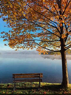 brun, tre, benk, ved siden av, polstret, plank benk, lønnetre, leafed, innsjø, falle, høst, blad, tåke, refleksjon, utendørs, natur, vann, serin, sete, iphone 6, anlegg, skjønnhet i naturen, ro, rolig scene, naturskjønnhet - natur, himmel, ingen folk, endring, gren, dag, idylliske, ikke-urbane scene, trestamme, 4K, CC0, offentlig domene, opphavsrett gratis