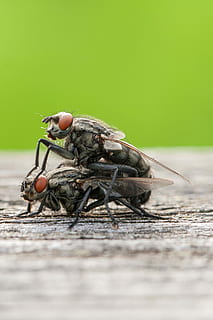 macro, insetto, fauna selvatica, un animale, messa a fuoco selettiva, giorno, invertebrato, avvicinamento, natura, animali allo stato selvatico, all'aperto, nessuno, lunghezza intera, cartello, segnale di pericolo, copia spazio, vista laterale, emozione, livello di superficie, sforzo, occhio animale, 4K, CC0, dominio pubblico, privo di copyright