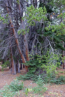 alberi, contorto, rami, tronco, foresta, boschi, natura, ramo, paesaggio, vecchio, pianta, verde, legna, naturale, all'aperto, Marrone, nero, autunno, stagione, foglia, le foglie, di stagione, fogliame, albero, terra, crescita, nessuno, giorno, la tranquillità, bellezza nella natura, scena tranquilla, bosco, colore verde, tronco d'albero, scenics - natura, scena non urbana, architettura, 5K, CC0, dominio pubblico, privo di copyright