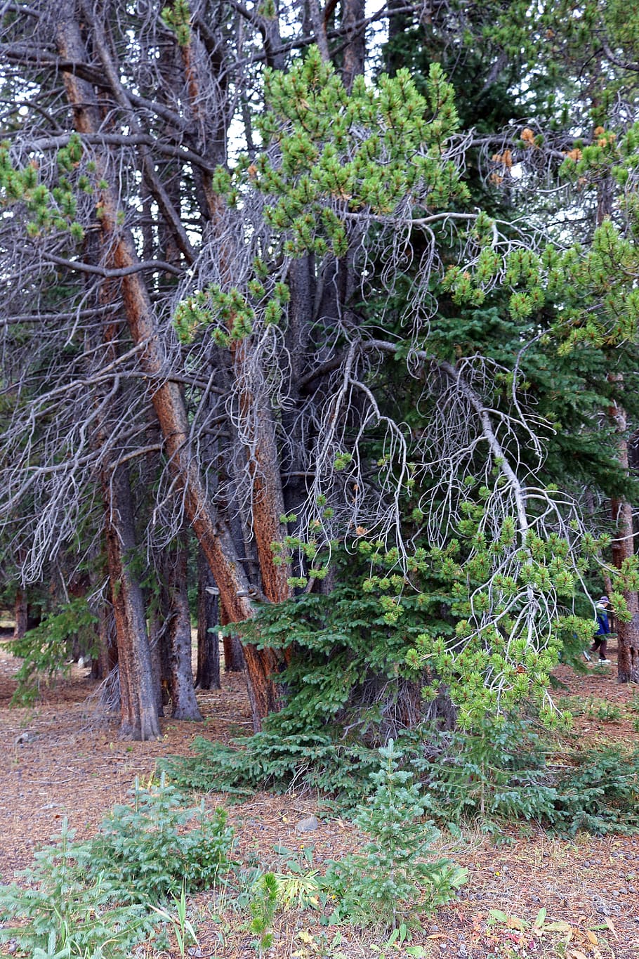 alberi, contorto, rami, tronco, foresta, boschi, natura, ramo, paesaggio, vecchio, pianta, verde, legna, naturale, all'aperto, Marrone, nero, autunno, stagione, foglia, le foglie, di stagione, fogliame, albero, terra, crescita, nessuno, giorno, la tranquillità, bellezza nella natura, scena tranquilla, bosco, colore verde, tronco d'albero, scenics - natura, scena non urbana, architettura, 5K