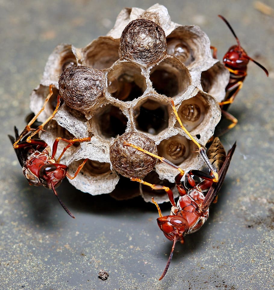 Vespa, niu, insecte, macro, rusc, larves, ou, colònia, naturalesa, picada, pupa, cel·la, stinger, invertebrat, animals a la natura, fauna animal, temes d'animals, primer pla, animal, apicultura, abella, grup d’animals, bresca, menjar, cap gent, mel, centrar-se en primer pla, mel d'abella, menjar i beguda, 2K
