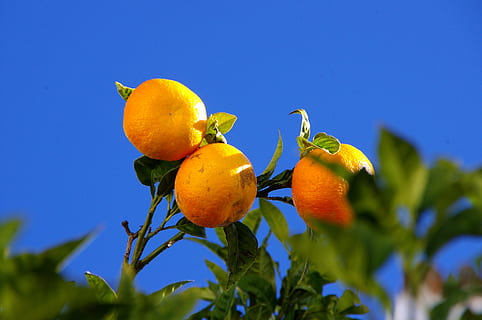 Orangen, Baum, Natur, Orangenbaum, Früchte, Himmel, Blau, Obst, Lebensmittel, Essen und Trinken, gesundes Essen, Pflanze, Frische, Wachstum, keine Leute, Zitrusfrucht, Pflanzenteil, Landwirtschaft, Blatt, Nahansicht, Gelb, Wohlbefinden, organisch, reif, draußen, 4K, CC0, gemeinfrei, lizenzfrei