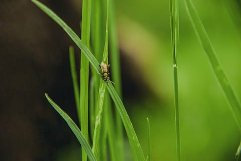 blur, grass, insect, nature, plant, leaf, green Color, close-up, one animal, animal themes, animal wildlife, animals in the wild, animal, invertebrate, no people, focus on foreground, growth, day, blade of grass, plant part, outdoors, 5K, CC0, public domain, royalty free